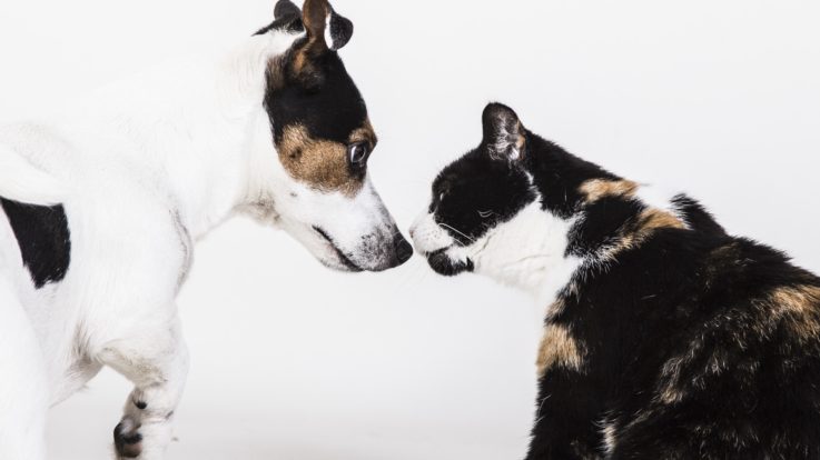 5 lucruri pe care sigur nu le știai despre adopția unui câine
