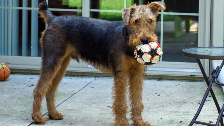 Airedale Terrier