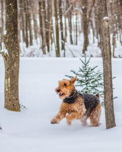 Airedale Terrier sunt construiţi să reziste la temperaturi scăzute, de aceea se pot juca în voie în zăpadă