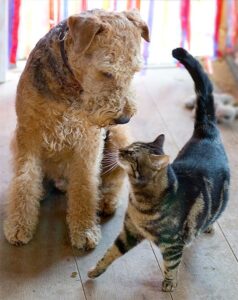 Airedale Terrier şi prietena sa, o pisicuţă