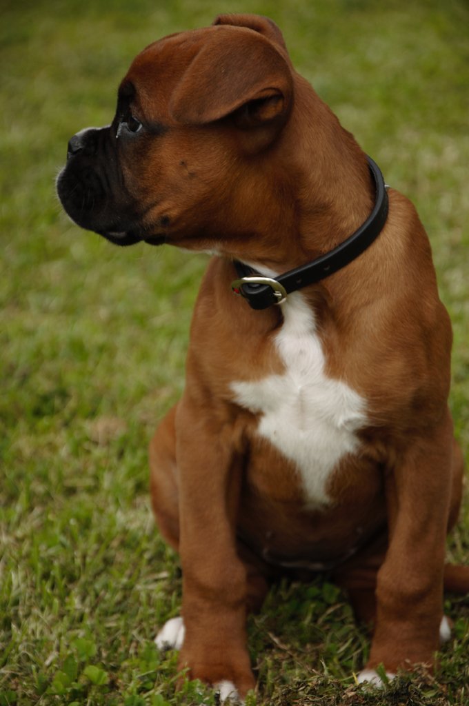 Are osatură puternică şi este genul de animal greu de stăpânit
