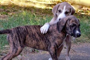 Azawakh este juăuş şi îşi iubeşte mult familia şi fraţii