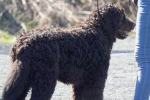 Aşa arată un Barbet adult. V-am spus că este un câine deosebit