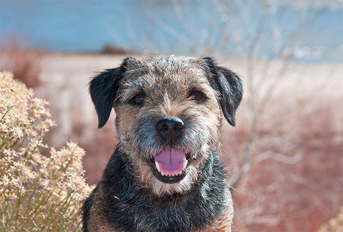 Aşa arată un Border Terrier alert