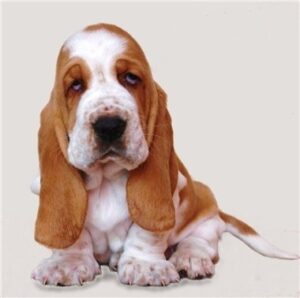 Aşa arată un pui din rasa Basset Hound