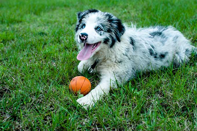 Aşa arată un pui simpatic din rasa Border Collie