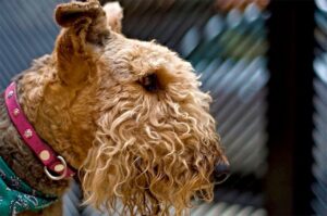 Aşa-i că Airedale Terrier este un câine deosebit