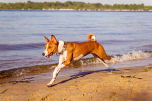 Basenji adoră mişcarea, indiferent de locul în care o poate face