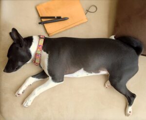 Basenji negru se şi odihneşte