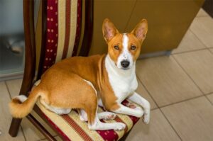 Basenji poate locui liniştit şi în interiorul unui apartament