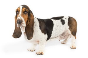Basset Hound este cu siguranţă un câine special şi de efect