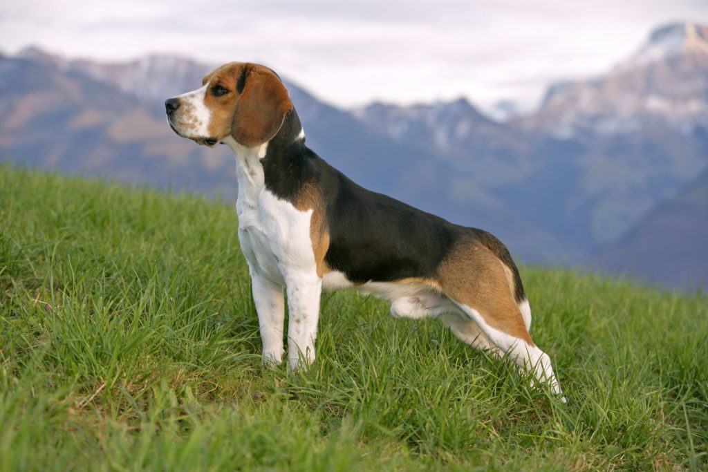 greutatea pierderii beagle)