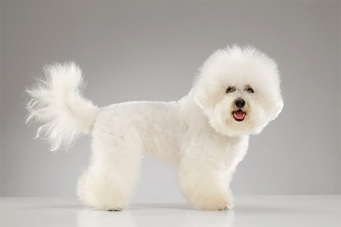 Blana unui Bichon Frise poate fi locul în care esteticienii canini să îşi facă măiestria