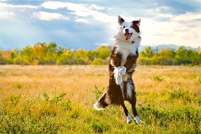 Border-ul Collie adoră se se joace orice fel de joc ce are nevoie de atenţia şi energia sa