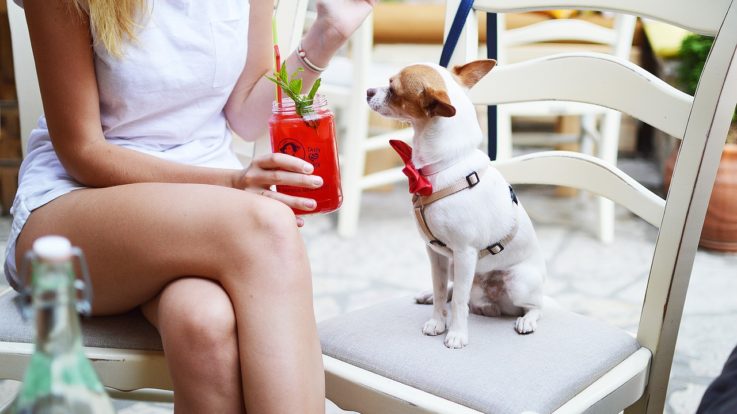 Chihuahua