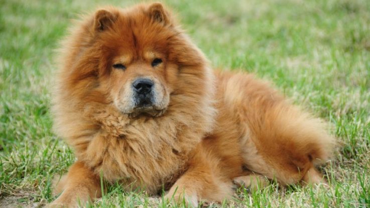 Chow Chow