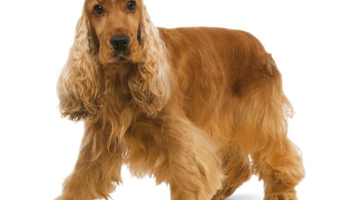 Cocker Spaniel Englez