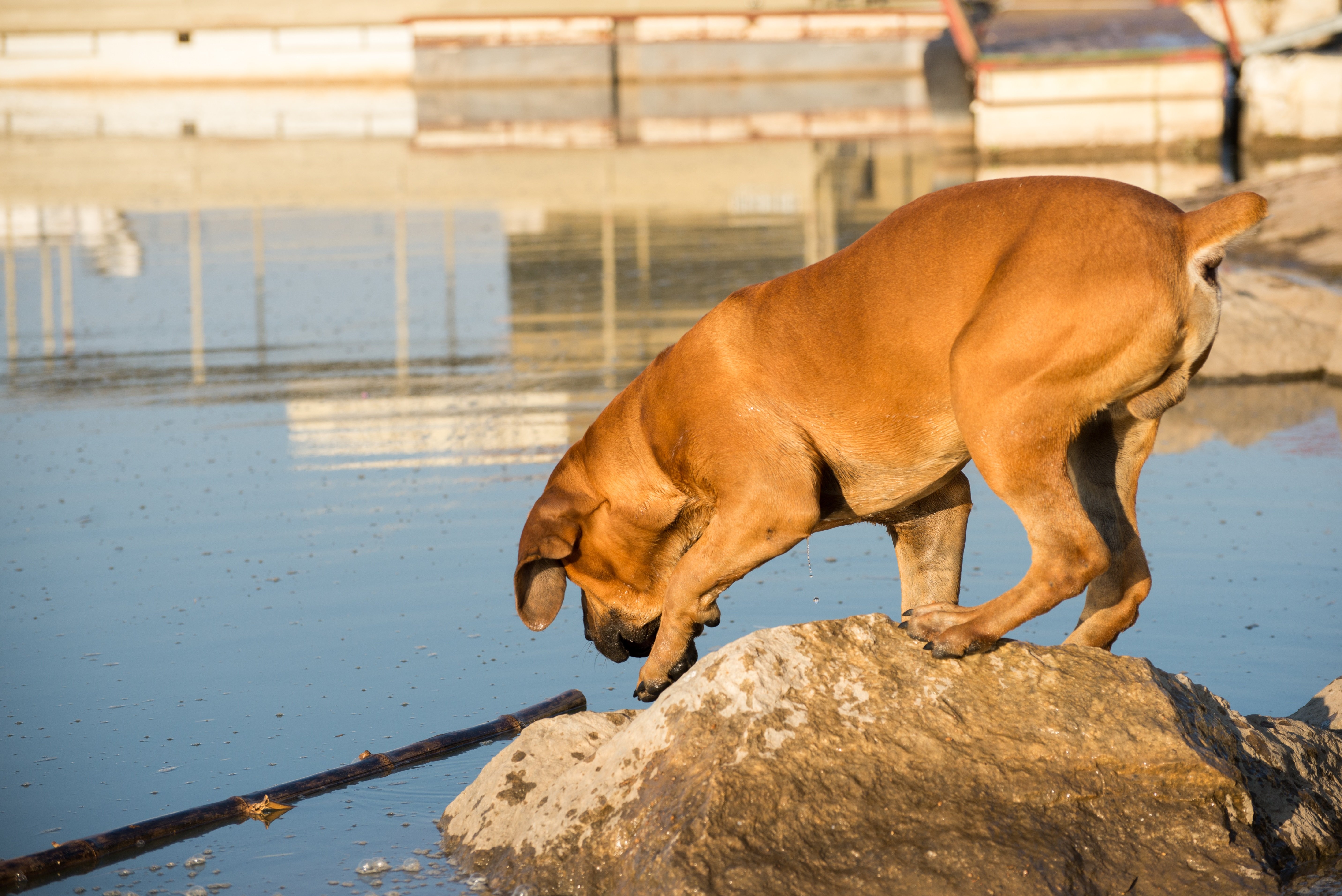 Curios din fire, acest Boerboel caută să prindă un peşte din apă