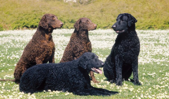 Curly Coated Retriever