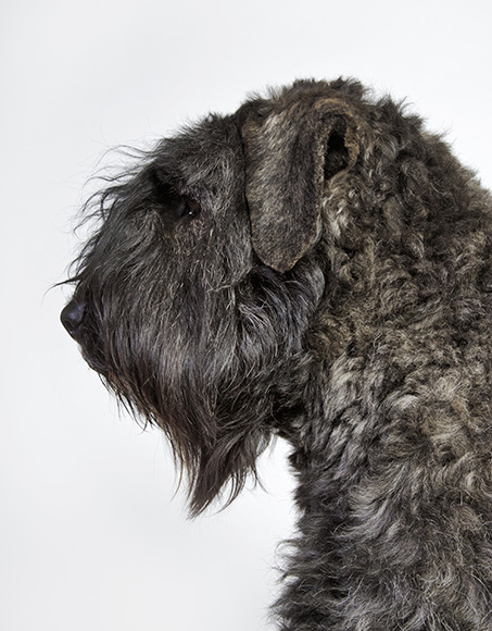 Câinele din rasa Beauvier des Flandres are cu siguranţă o înfăţişare aparte. Cel din imagine are barba lungă, asemănătoare unui ţap, şi restul blănii e creaţă, asemenea oilor
