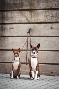 Doi Basenji aşteptându-şi stăpânul să vină să îi ia