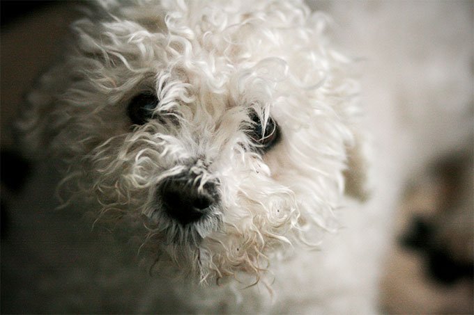 După cum v-am spus, blana unui Bichon Frise se va murdări mereu de la mâncare, lacrimi sau joacă