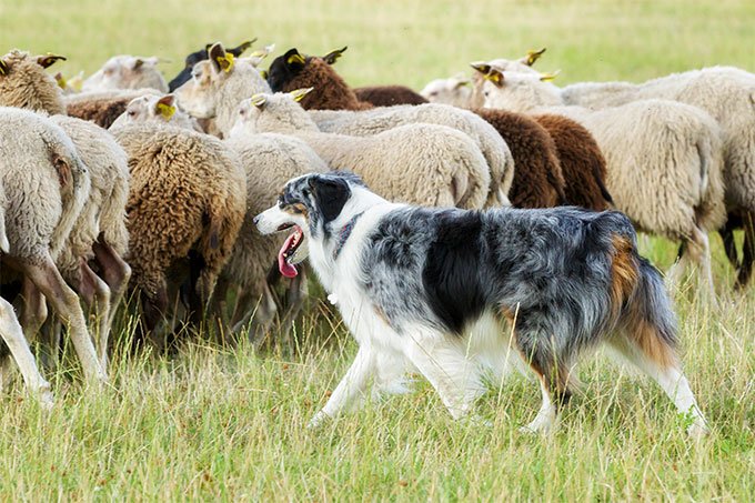 După cum v-am spus, principala îndeletnicire a câinelui din rasa Border Collie a fost acea de paznic la oi