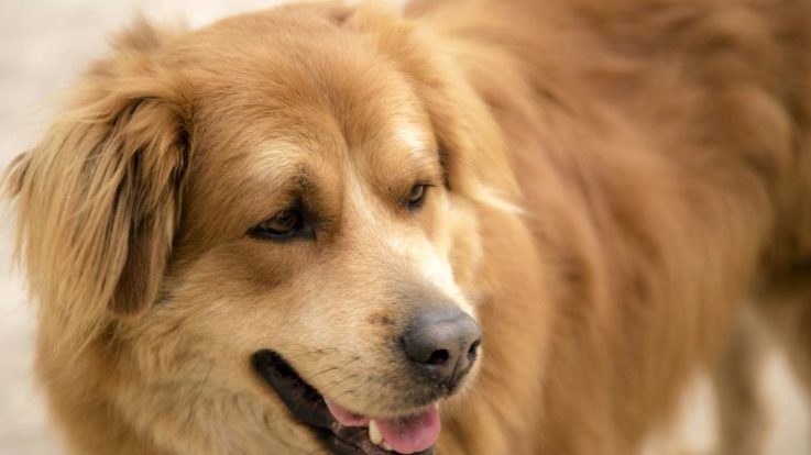 Câinele Goldador: un amestec frumos între Golden Retriever și Labrador