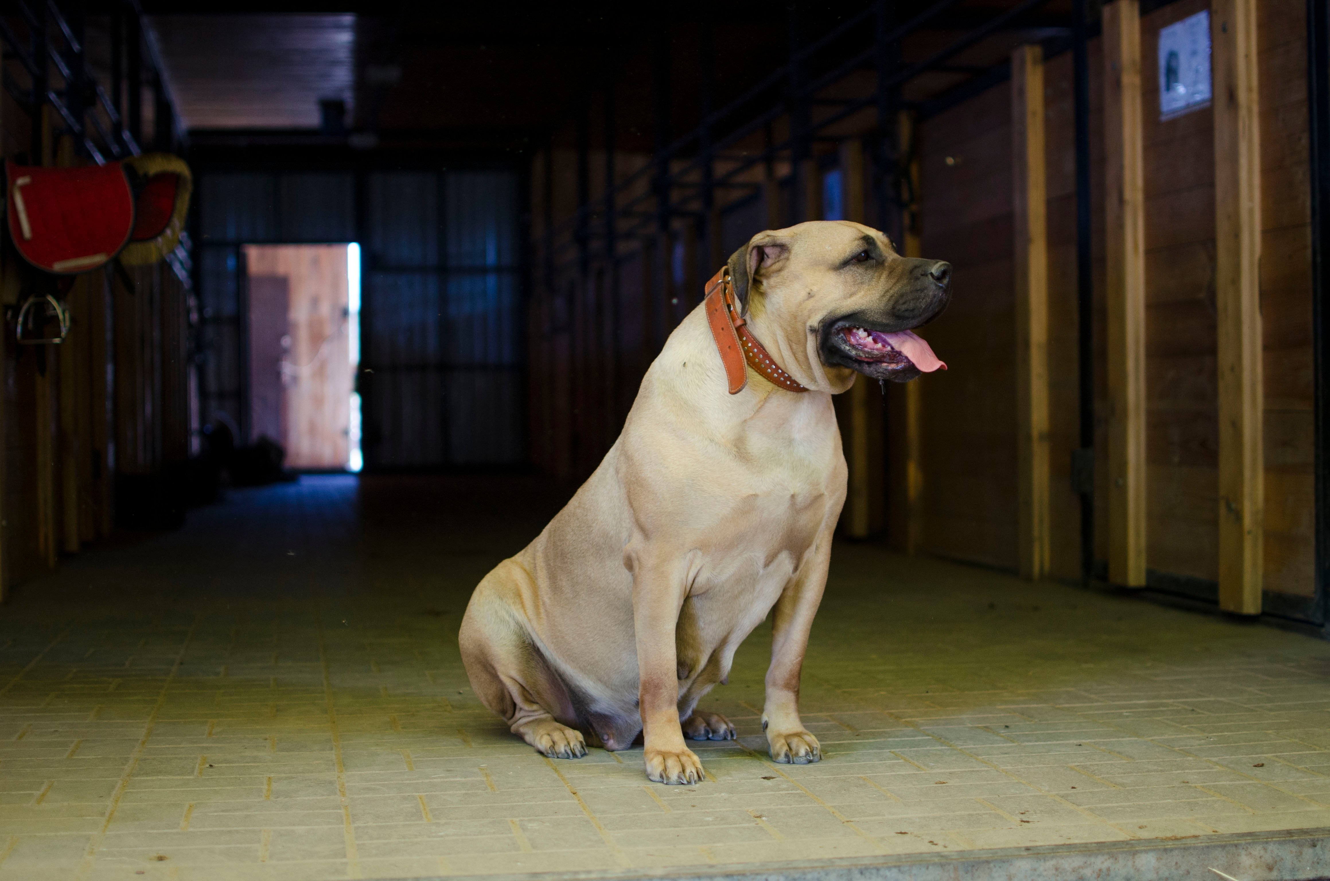 O femelă din rasa Boerboel