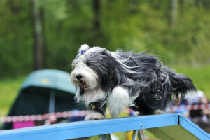 O femelă simpatică din rasa Bearded Collie în timpul unui concurs