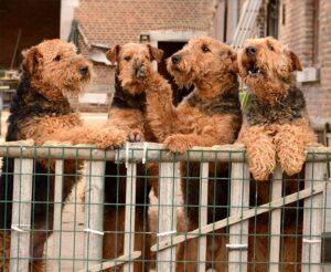 O gaşcă simpatică de Airedale Terrier, în timp ce îşi explorează variantele de joacă