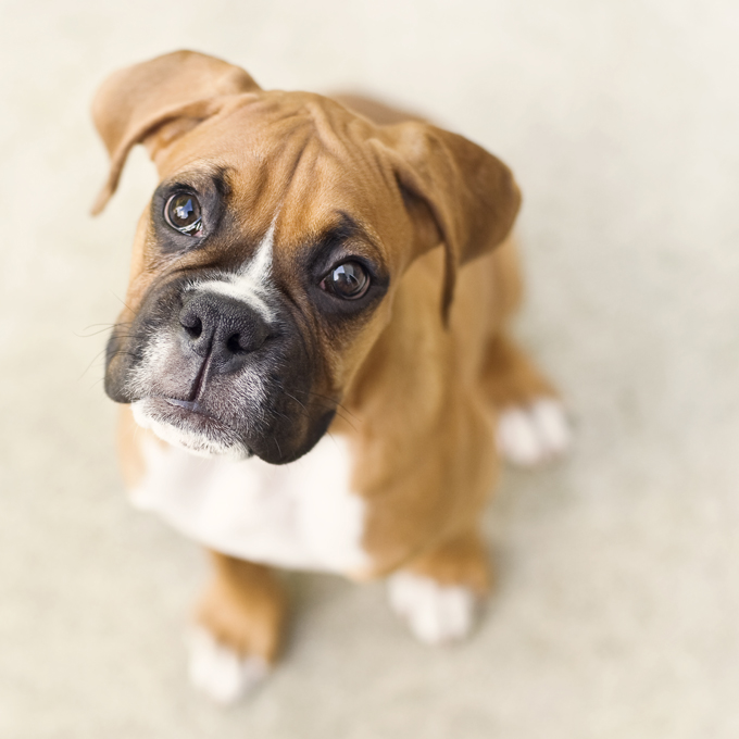 Ochii rotunzi şi calzi ai unui Boxer te vor înmuia instant