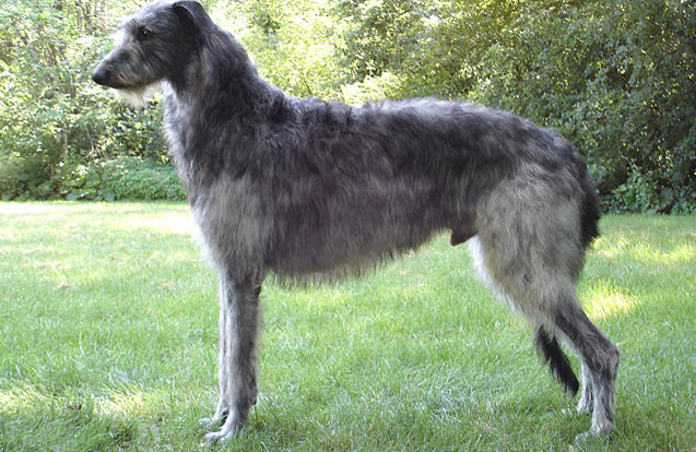 Deerhound – Ogar Scoțian