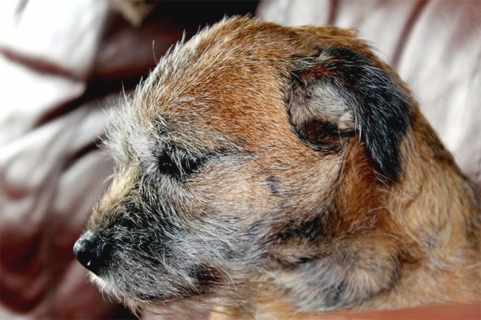 Portretul unui Border Terrier