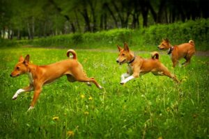 Trei câini din rasa Basenji la joacă, alergând