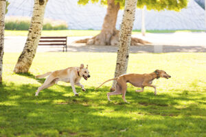 Un Azawakh se va juca şi cu animalele din alte rase