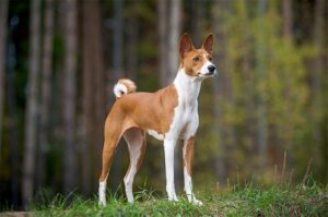Un Basenji este întotdeauna alert şi atent la tot ce se întâmplă în jurul său