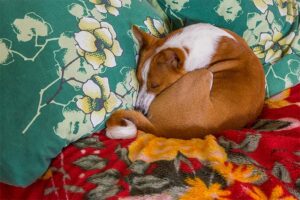 Un Basenji fotografiat ghemuit, în timpul somnului