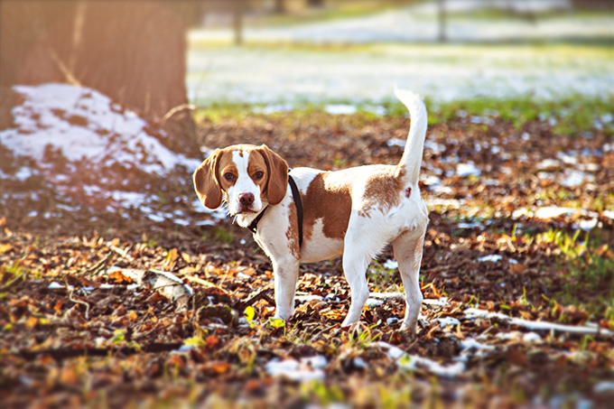 Un Beagle simpatic, într-o aventură prin pădure