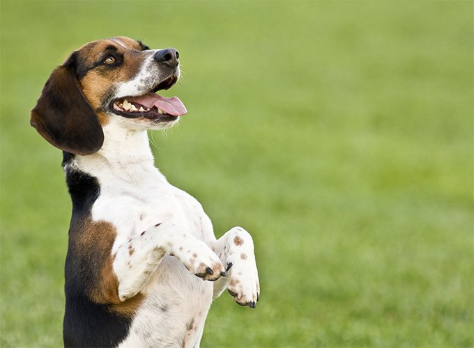 Un Beagle va fi dresat dificil, dar şi când îşi va învăţa comenzile, va fi o adevărată splendoare de privit