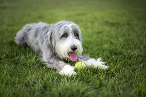 Un Bearded Collie are ochii rotunzi, privirea blândă