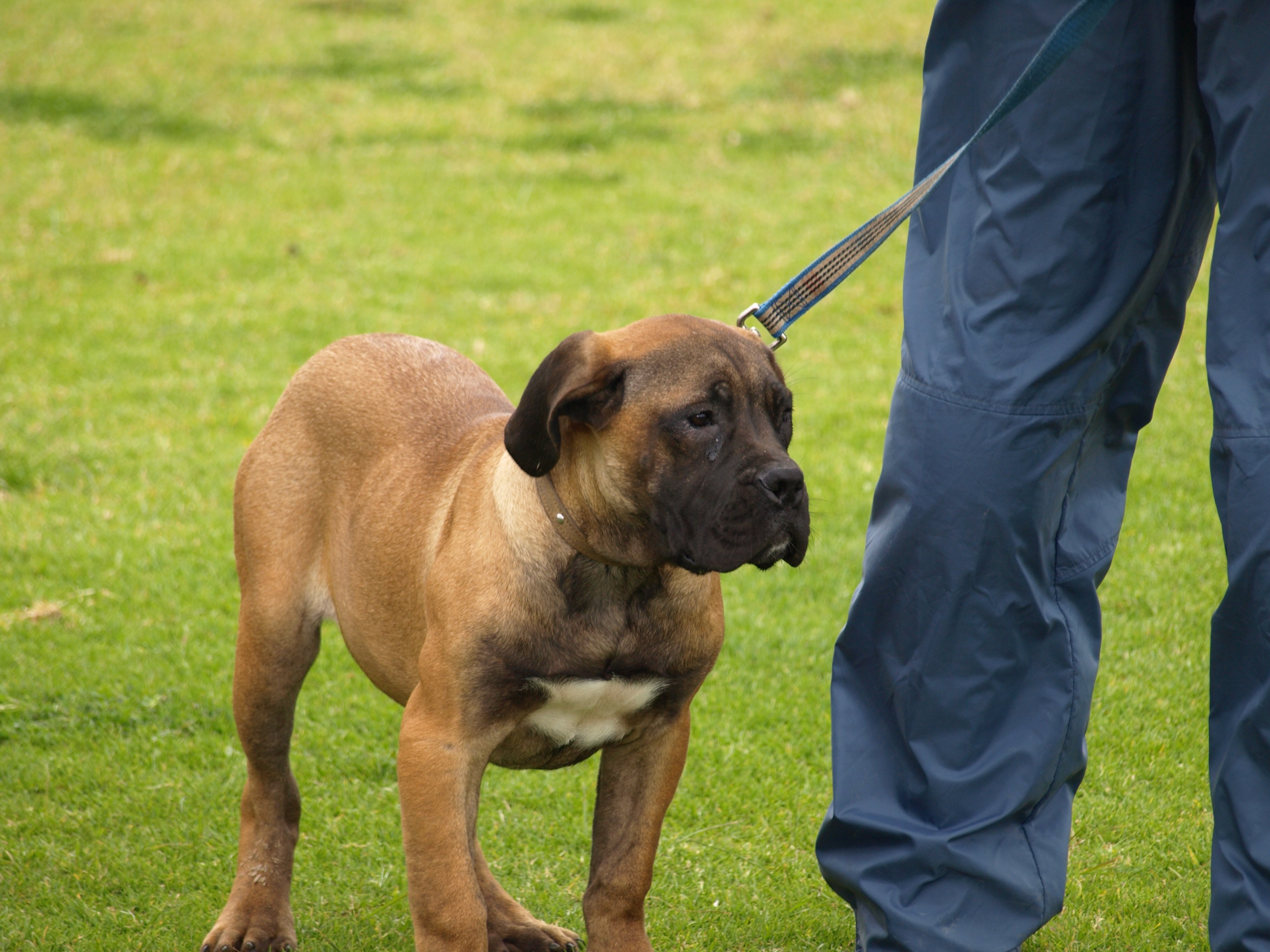 Un Boerboel, alături de stăpânul său, la joacă