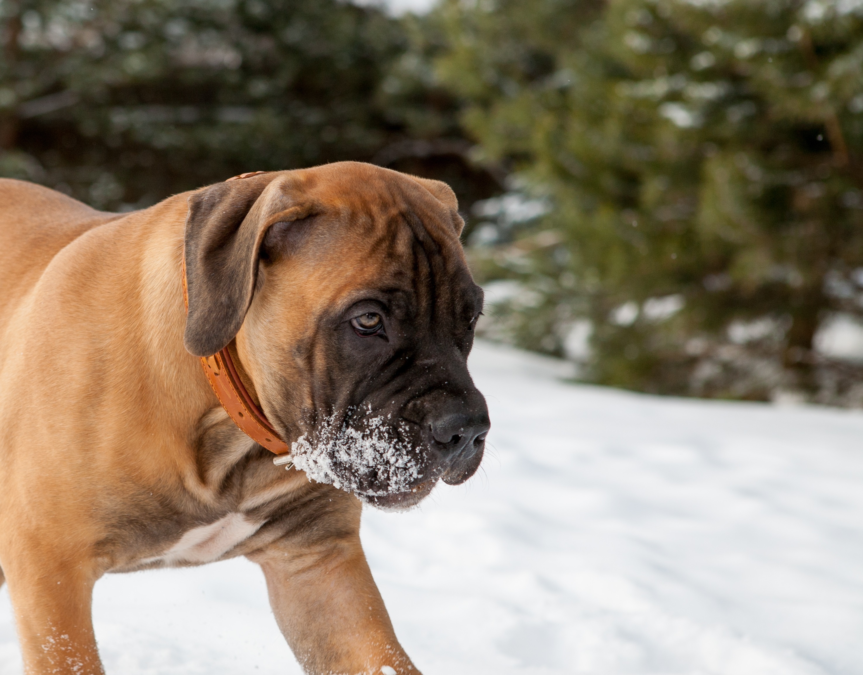 Un Boerboel nu va spune niciodată nu unei escapade prin zăpadă