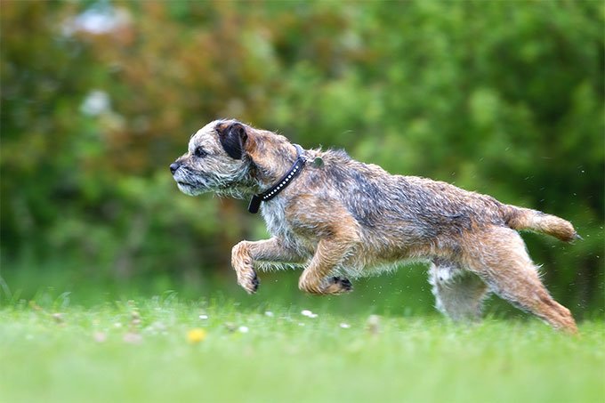 Un Border Terrier surprins în alergare