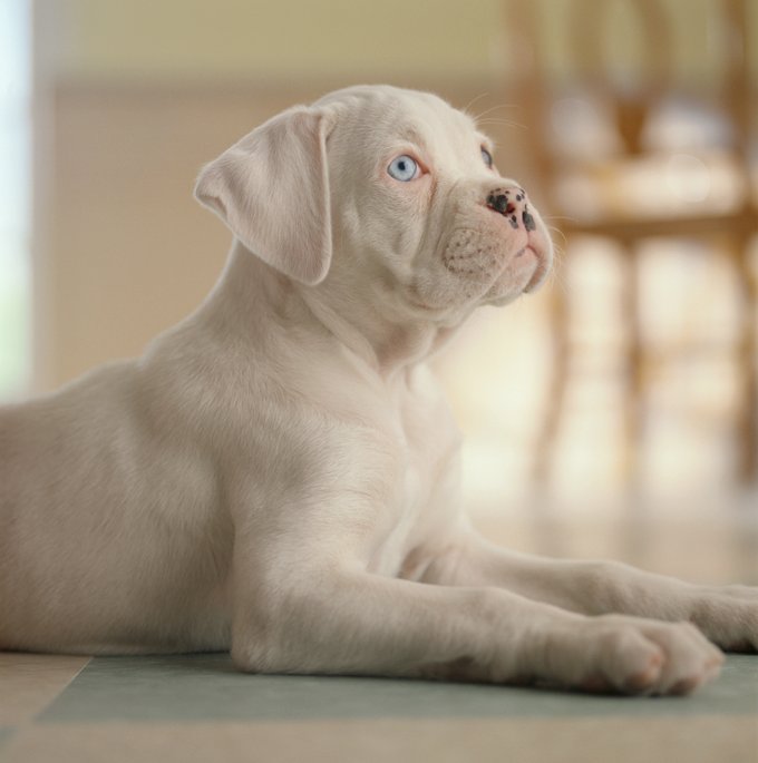 Un Boxer albinos, un câine extrem de rar