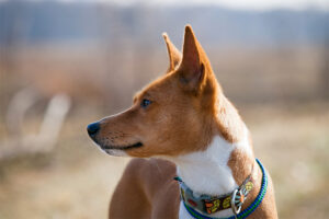 Un băiat din rasa basenji