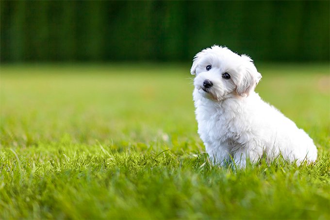 Un căţeluş drăguţ din rasa Bichon Frise, la joacă