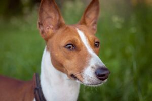 Un exemplar simpatic din rasa Basenji