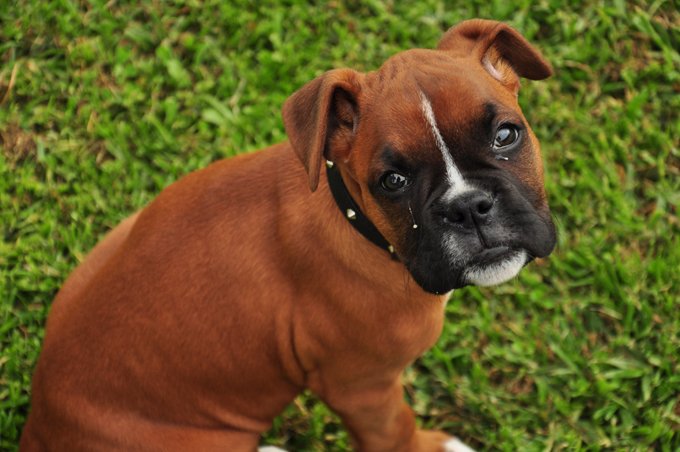 AnimalePierdute | Boxer - Informații, Caracteristici, Culori, Marime ...