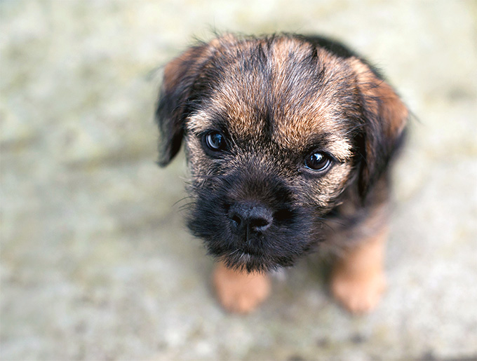 Un superb puişor din rasa Border Terrier